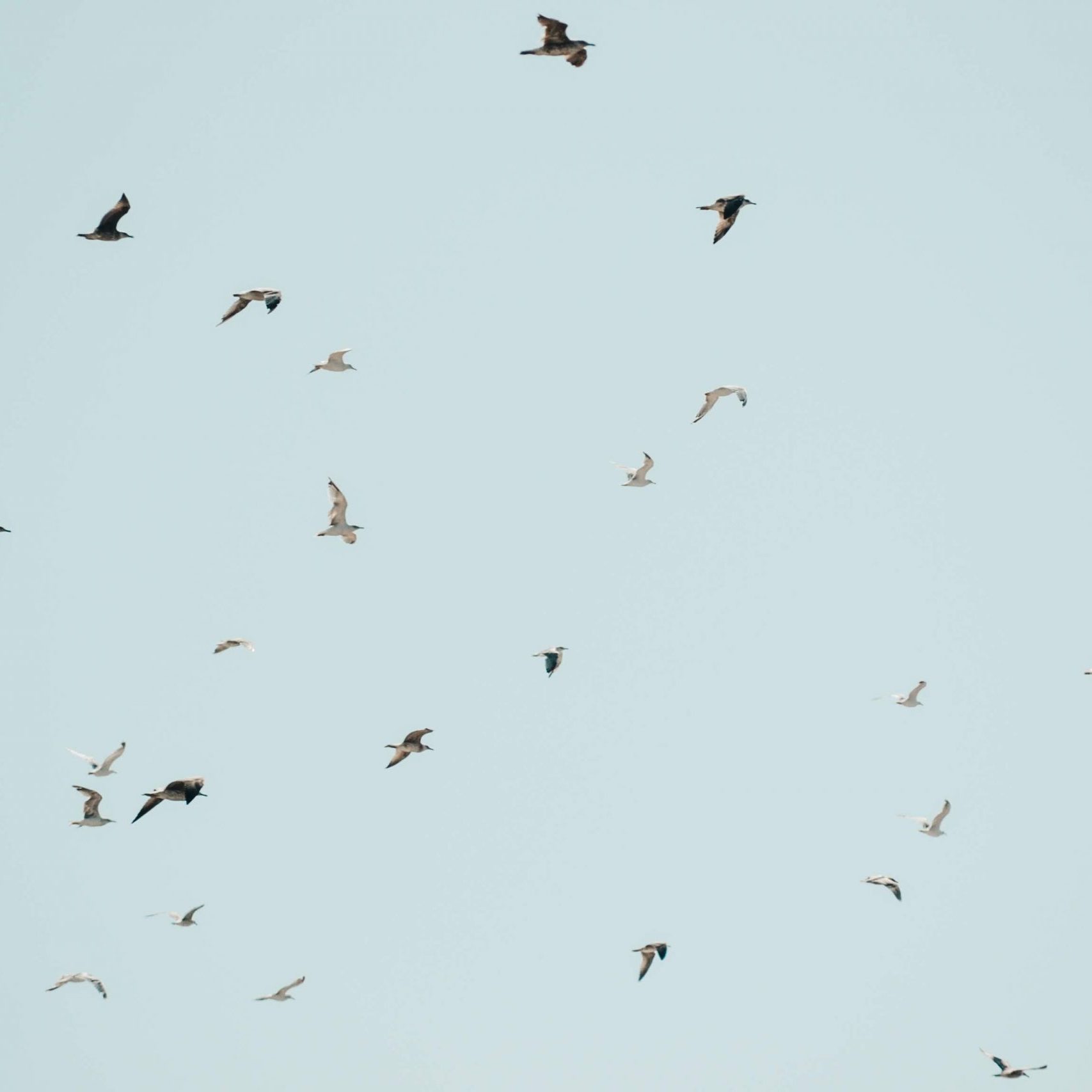 animals-birds-clear-sky-2867904 animals-birds-clear-sky-2867904